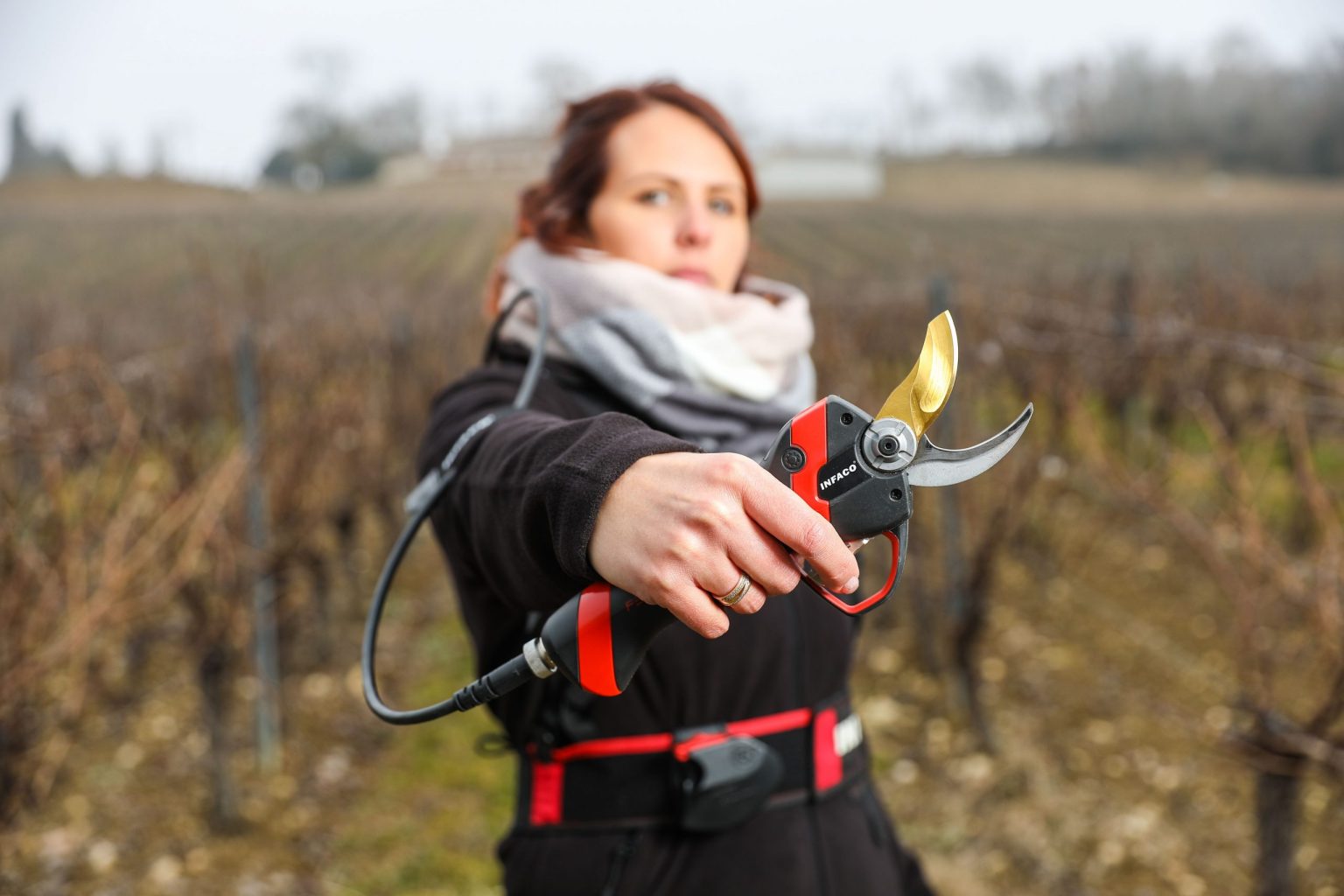 Electric pruning shears in use in a vineyard
